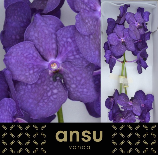 Vanda Deep Blue