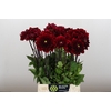 Dahlia Red Runner