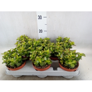 Crassula ovata 'Minor'
