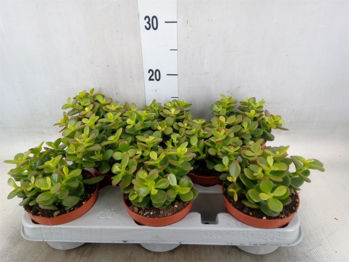 <h4>Crassula ovata 'Minor'</h4>