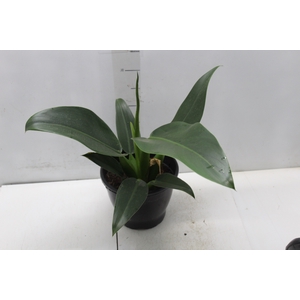 PHILODENDRON PACOVA P20