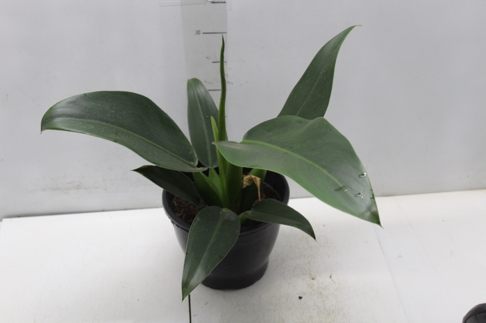 <h4>PHILODENDRON PACOVA P20</h4>