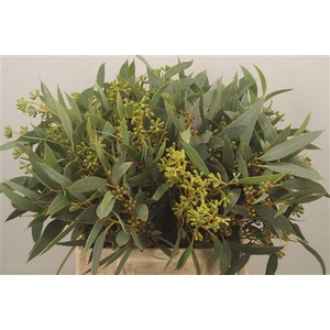 Euc Sa Amber Nut Per Bunch 150 Gram