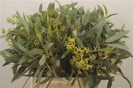 <h4>Euc Sa Amber Nut Per Bunch 150 Gram</h4>