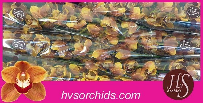 <h4>CYMB T RENE´S WISH 80 CM</h4>