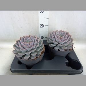 Echeveria  'Orion'