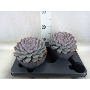 Echeveria  'Orion'