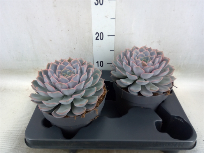 <h4>Echeveria  'Orion'</h4>