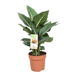 Dieffenbachia Green Magic