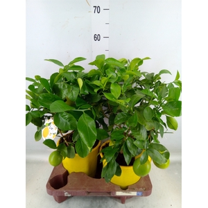Citrus meyeri 'Meyer'