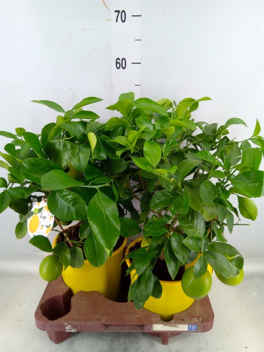<h4>Citrus meyeri 'Meyer'</h4>