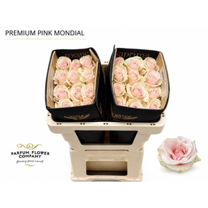 Rosa Premium Pink Mondial