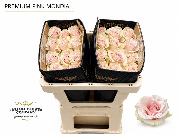 <h4>Rosa Premium Pink Mondial</h4>