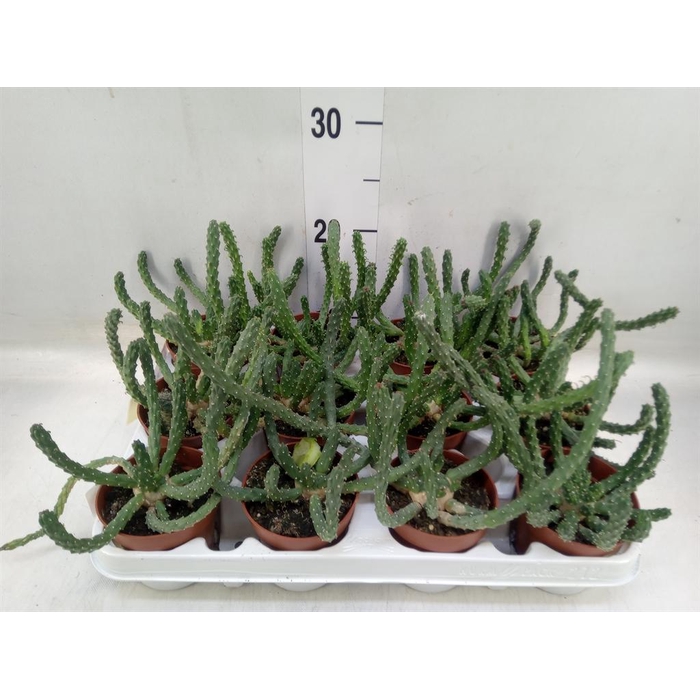 <h4>Euphorbia   ...</h4>