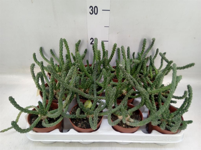 <h4>Euphorbia ...</h4>
