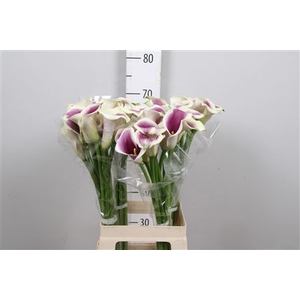 Zantedeschia  'Picasso'