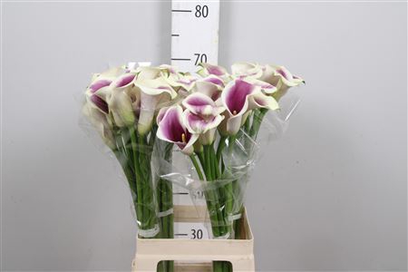 <h4>Zantedeschia  'Picasso'</h4>