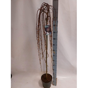 SALIX CAP KILMARNOCK 140CM