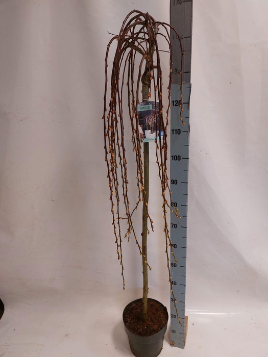 <h4>SALIX CAP KILMARNOCK 140CM</h4>