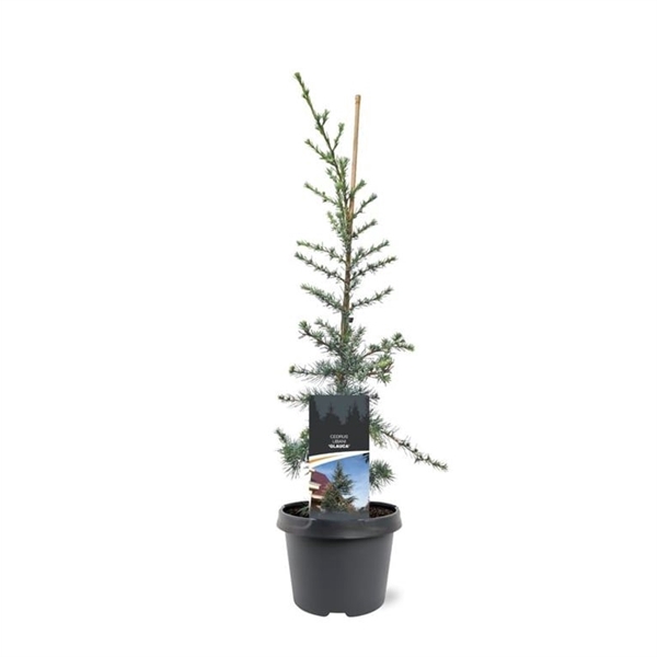 <h4>Cedrus libani 'Glauca'</h4>