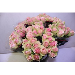 R Gr Athena X10