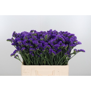 Limonium Crystal Dark Blue