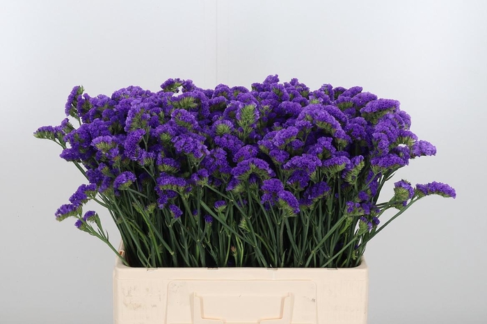 Limonium Crystal Dark Blue