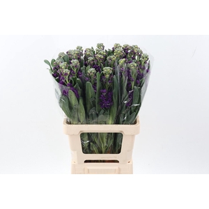 Matth Phantom Purple