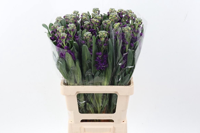 <h4>Matth Phantom Purple</h4>