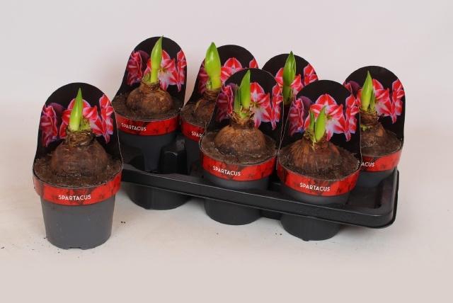 <h4>HIPP GA SPARTACUS</h4>