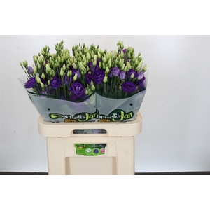Eustoma Du Rosita Blue