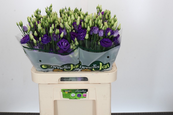<h4>Eustoma Du Rosita Blue</h4>