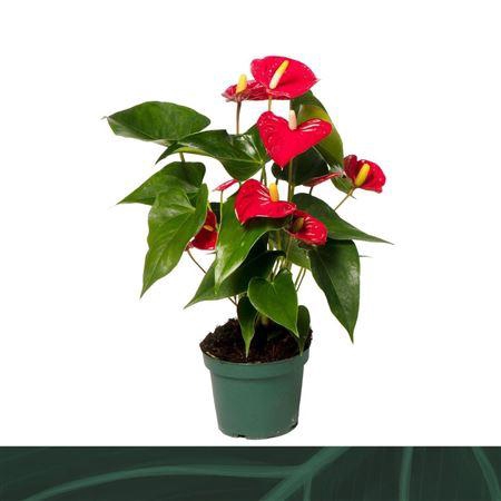 Anthurium Aristo 12cm