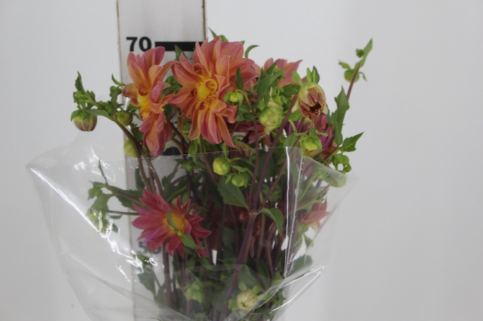 <h4>DALIA VARIADA 070 CM</h4>