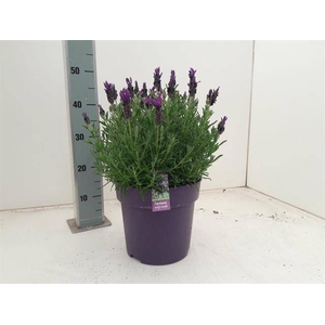 Lavandula stoechas Fantasia Early Purple 24Ø 45cm