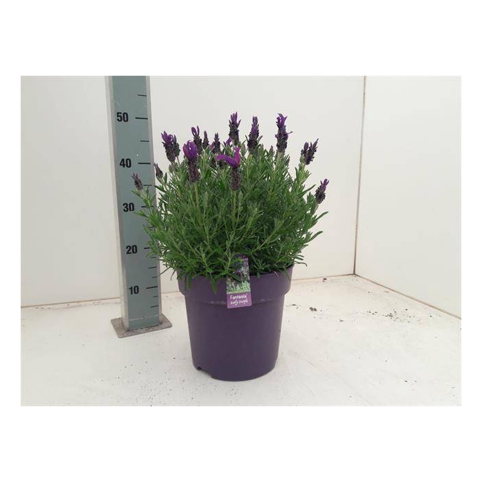 <h4>Lavandula stoechas Fantasia Early Purple 24Ø 45cm</h4>