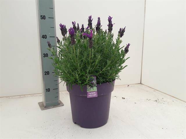 Lavandula stoechas Fantasia Early Purple 24Ø 45cm