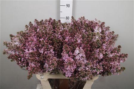 <h4>Syr V Romance 4+</h4>