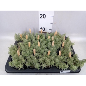 Sedum lineare