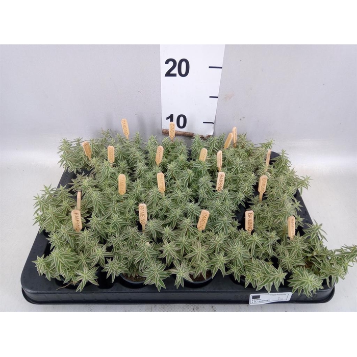 <h4>Sedum lineare</h4>