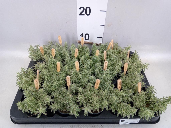 <h4>Sedum lineare</h4>
