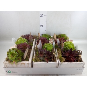 Arr.  Sempervivum L%