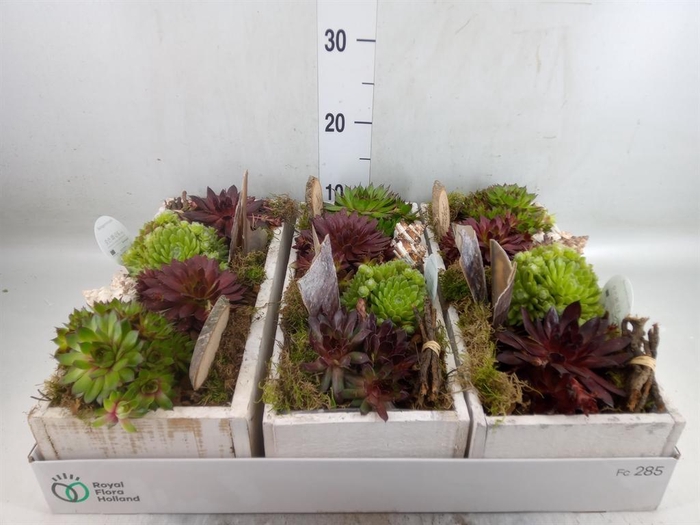 <h4>Arr.  Sempervivum L%</h4>