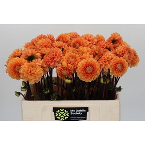 Dahlia Sylvia