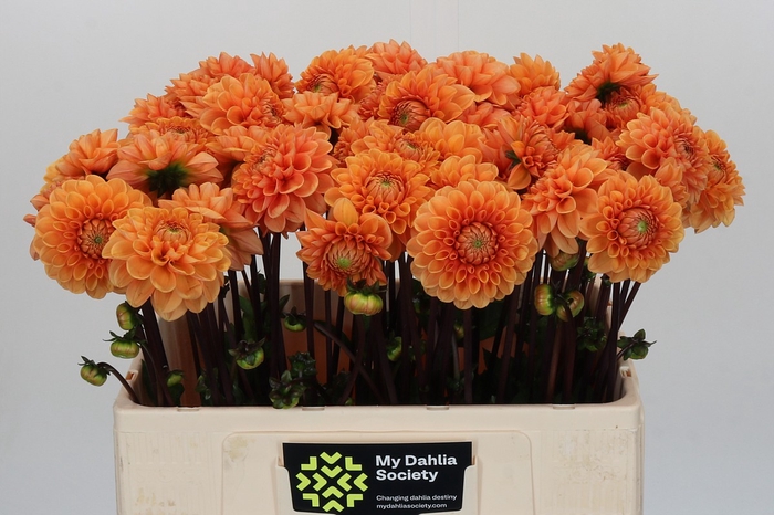 <h4>Dahlia Sylvia</h4>