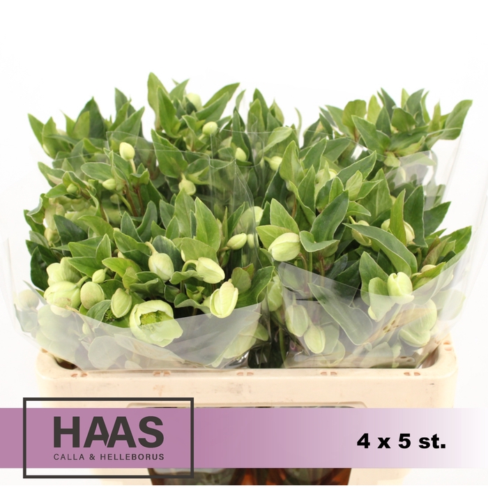 <h4>HELLEB MAGNIF BELLS 4 X 5st.</h4>