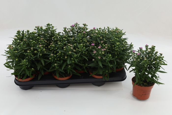 <h4>Aster Starletta Pink</h4>