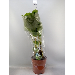 Calathea orbifolia