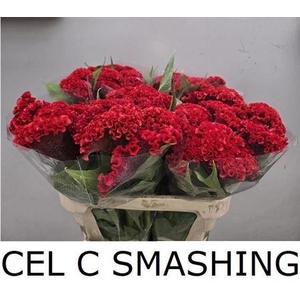 Cel C Smashing