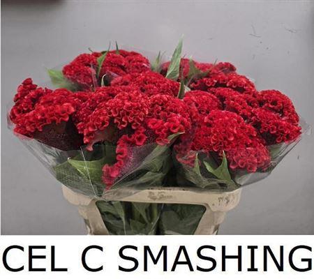 <h4>Cel C Smashing</h4>